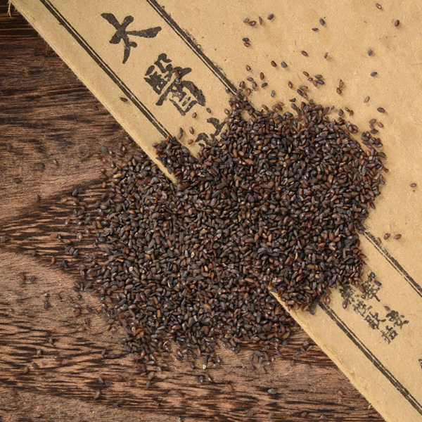 ⁦Plantain Seeds - che qian zi⁩ - الصورة ⁦5⁩