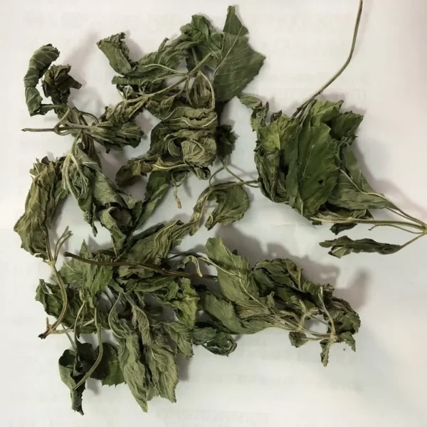 Mint - bo he - Hình ảnh 6