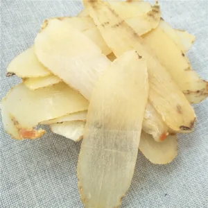 天麻 - Gastrodia elata