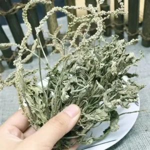 Che Qian Cao - Plantaginis Herba | TCM Herb for Health Benefits