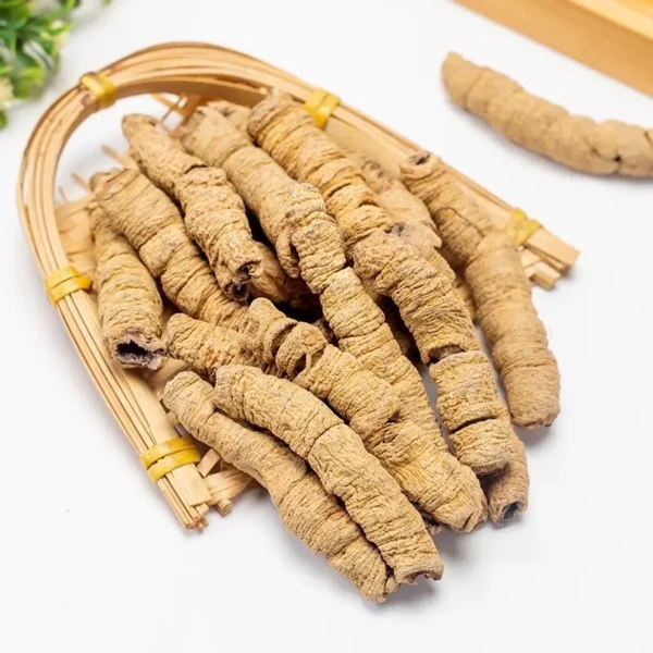 Morinda officinalis - Ba Ji Tian - Afbeelding 8